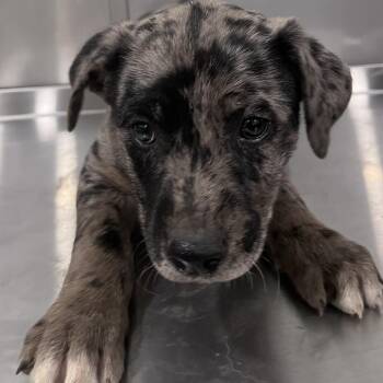 Cattle Dog and Shepherd Dogs Available for Adoption in Washburn, Missouri - Mars | PetCurious