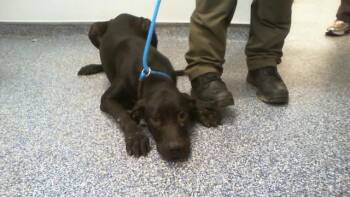 A1269402 -  Labrador Retriever and Mixed Breed Dog for Adoption in Charlotte, North Carolina - A1269402 | PetCurious