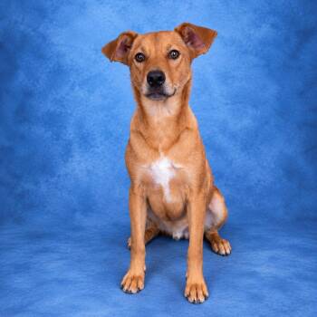 Dante -  Labrador Retriever Dog for Adoption in Heber Springs, Arkansas - Dante | PetCurious