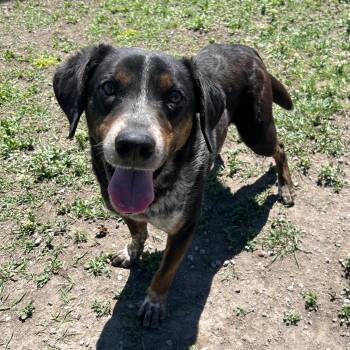 Australian Cattle Dog Blue Heeler Dogs Available for Adoption in Lindon, Utah - Dude | PetCurious