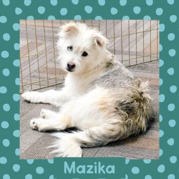Mazika -  Terrier Dog Available for Adoption in Littleton, Colorado - Mazika | PetCurious