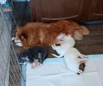 Georgia -  Pomeranian and Mixed Breed Dog for Adoption in Sedalia, Colorado - Georgia | PetCurious