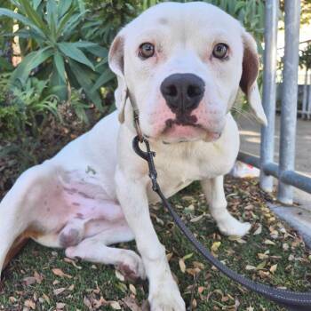NUGGET -  Pit Bull Terrier Dog for Adoption in Richmond, California - NUGGET | PetCurious
