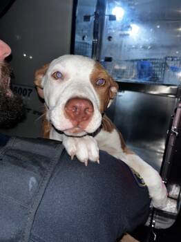 Rescue Mixed Breed Dogs for Adoption in Dallas, Texas - SCARLETT | PetCurious