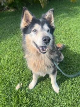 Alaskan Malamute and Mixed Breed Dogs Available for Adoption in Honolulu, Hawaii - Daka | PetCurious