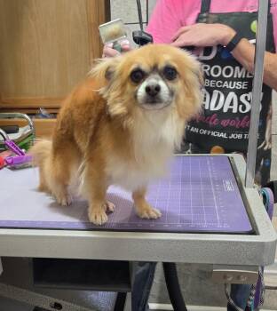 Chihuahua and Pomeranian Dogs Available for Adoption in Pahrump, Nevada - Jerry | PetCurious