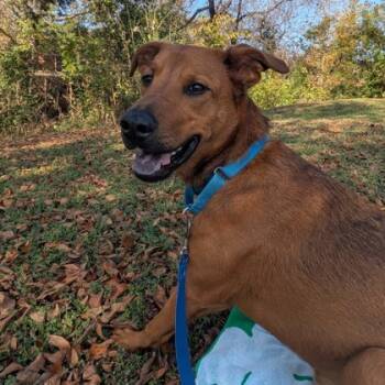 Rescue Mixed Breed Dogs for Adoption in Dallas, Texas - Jack | PetCurious