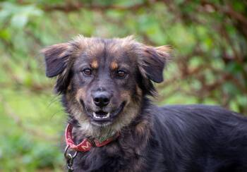 Australian Shepherd Dogs Available for Adoption in Salisbury, Maryland - Aurora | PetCurious