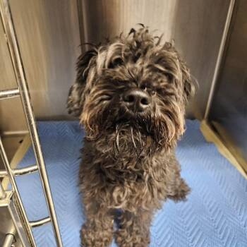Eustace Bagge 54403 -  Miniature Poodle and Schnauzer Dog for Adoption in Las Vegas, Nevada - Eustace Bagge 54403 | PetCurious