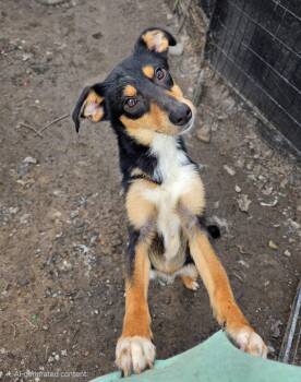 Billie -  Australian Shepherd Dog for Adoption in Port Orange, Florida - Billie | PetCurious