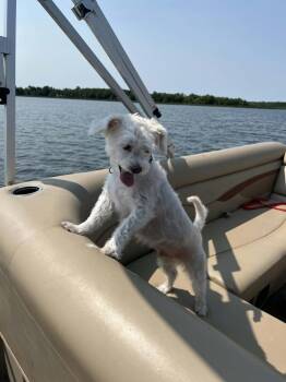 Stede -  Poodle Dog for Adoption in Minneapolis, Minnesota - Stede | PetCurious