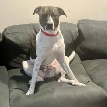 Rescue Mixed Breed Dogs for Adoption in Longview, Texas - Penny | PetCurious
