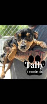Chihuahua and Miniature Pinscher Dogs Available for Adoption - Tally | PetCurious