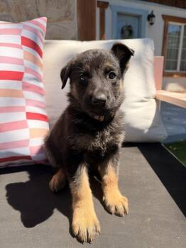 Lema -  German Shepherd Dog Dog for Adoption in Pleasant Hill, California - Lema | PetCurious