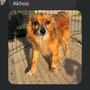 Chihuahua and Papillon Dogs Available for Adoption in Rockville, Maryland - Akhoo | PetCurious