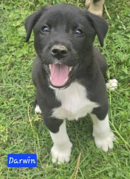 Australian Shepherd Dogs Available for Adoption in Alexander, Arkansas - Darwin  | PetCurious