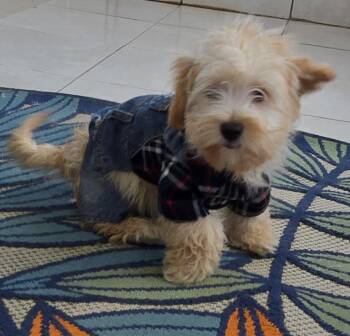 Maltipoo Dogs Available for Adoption in Fallbrook, California - Peyton | PetCurious