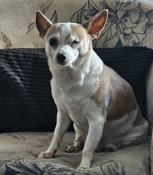 Rescue Chihuahua and Mixed Breed Dogs for Adoption in West Chester, Pennsylvania - Panini Fka Chi-Chi Fka Dog 20 | PetCurious