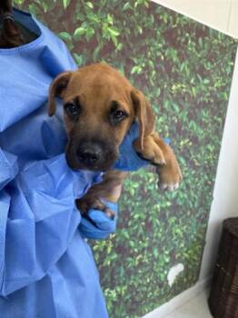 Rescue Shepherd and Mixed Breed Dogs for Adoption in San Antonio, Texas - Albuquerque | PetCurious