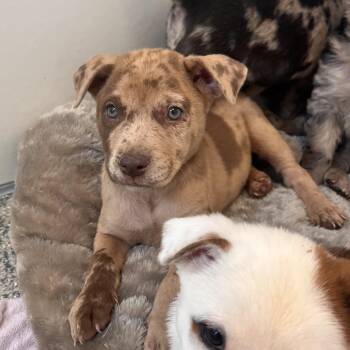 Africa -  Catahoula Leopard Dog and Mixed Breed Dog for Adoption in Kanab, Utah - Africa | PetCurious