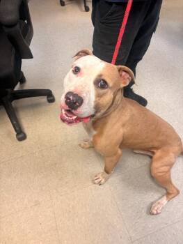 Leo -  Pit Bull Terrier Dog for Adoption in Medina, Ohio - Leo | PetCurious