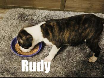 Rudy -  Terrier and Hound Dog for Adoption in Irwin, Pennsylvania - Rudy | PetCurious