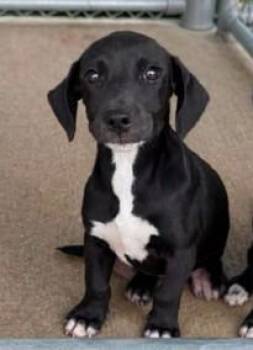 Willow - W Litter -  Black Labrador Retriever Dog for Adoption in Sheboygan, Wisconsin - Willow - W Litter | PetCurious