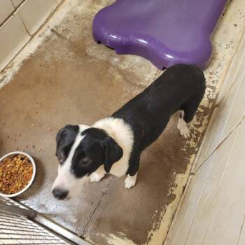 Rescue Bearded Collie and Mixed Breed Dogs for Adoption in Bossier City, Louisiana - Diamond(C) | PetCurious