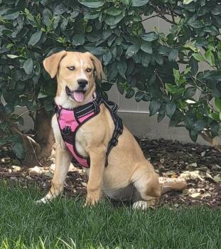 Golden Retriever and Siberian Husky Dogs Available for Adoption - Azul | PetCurious