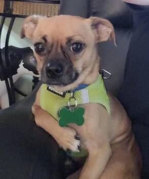 Rescue Chihuahua and Dachshund Dogs for Adoption in Covington, Washington - Mikey | PetCurious