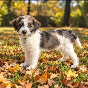 **LIVY** -  Terrier Dog for Adoption in North Prairie, Wisconsin - **LIVY** | PetCurious