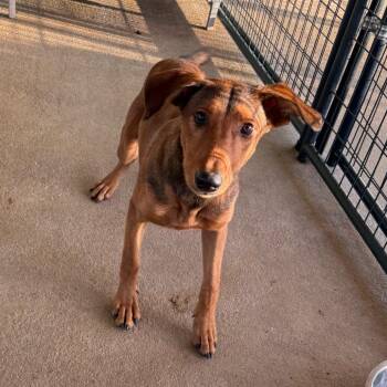 BRAZ-Stray-138565 -  Mixed Breed Dog for Adoption in Lake Jackson, Texas - BRAZ-Stray-138565 | PetCurious