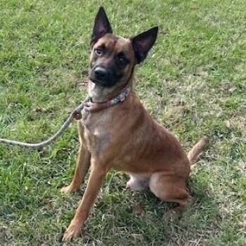 Belgian Shepherd Malinois Dogs Available for Adoption - Chester | PetCurious
