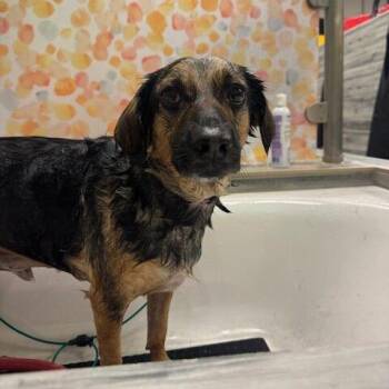 Oso (FKA Frank) -  Mixed Breed and German Shepherd Dog Dog for Adoption in San Diego, California - Oso (FKA Frank) | PetCurious