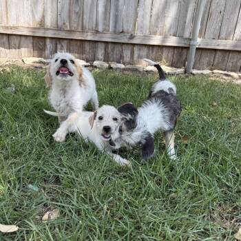 Rescue Wire Fox Terrier and Cairn Terrier Dogs for Adoption in Lockhart, Texas - Emmett, Emory, And Emmy Scruffy Puppies | PetCurious