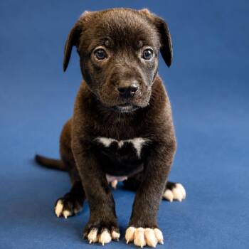 Tide -  Beagle Dog for Adoption in Hughesville, Maryland - Tide | PetCurious