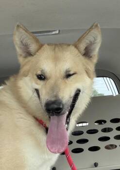Kofi -  German Shepherd Dog and Labrador Retriever Dog for Adoption in Hoffman Estates, Illinois - Kofi | PetCurious
