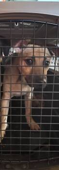 Rescue German Shepherd Dog and Mixed Breed Dogs for Adoption in Rockport, Texas - Abraham | PetCurious