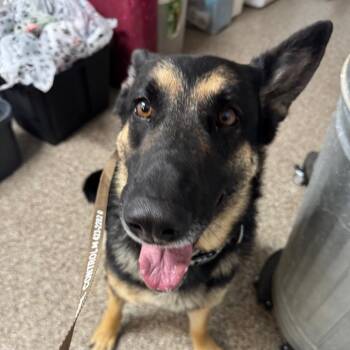 Rescue German Shepherd Dog Dogs for Adoption in Fallon, Nevada - Rocky | PetCurious