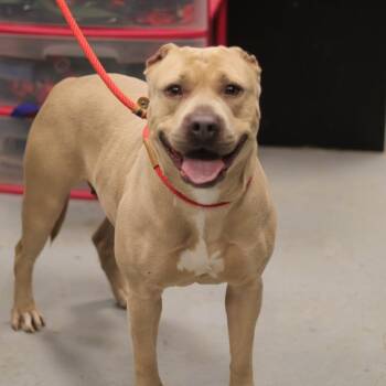 Pit Bull Terrier Dogs Available for Adoption in Philadelphia, Pennsylvania - Corn Cob | PetCurious