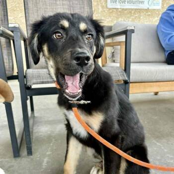 German Shepherd Dog and Mixed Breed Dogs Available for Adoption in Camarillo, California - A880851 | PetCurious