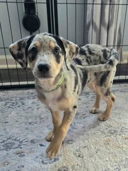 Mildred -  Catahoula Leopard Dog Dog for Adoption in New London, Wisconsin - Mildred | PetCurious