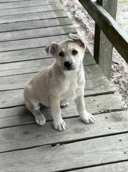 Labrador Retriever Dogs Available for Adoption in Cleveland, Texas - Sally  | PetCurious