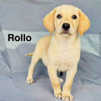 Rolo -  Yellow Labrador Retriever Dog for Adoption in Grand Junction, Colorado - Rolo | PetCurious