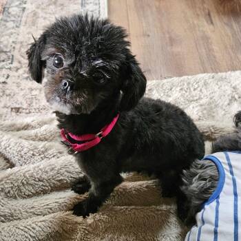 Shelly -  Shih Tzu Dog for Adoption in Sinking Spring, Pennsylvania - Shelly | PetCurious