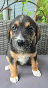 Oleander -  Collie and Beagle Dog for Adoption in Newport, Tennessee - Oleander | PetCurious