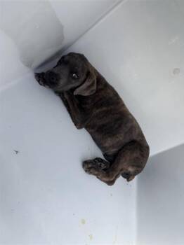 Pit Bull Terrier and Belgian Shepherd Malinois Dogs Available for Adoption - A653305 | PetCurious