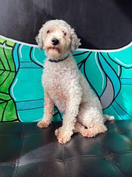 DOROTHY -  Poodle Dog for Adoption in Vandergrift, Pennsylvania - DOROTHY | PetCurious