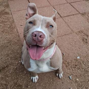 Pit Bull Terrier Dogs Available for Adoption - Carlos De Santos Felipe | PetCurious