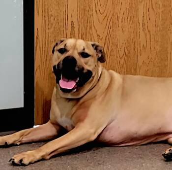 Pit Bull Terrier Dogs Available for Adoption in Sault Ste. Marie, Michigan - Floki | PetCurious